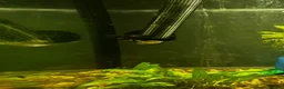 Mollies fish for sale: Molly fish  in Tunbridge Wells - Advert 2