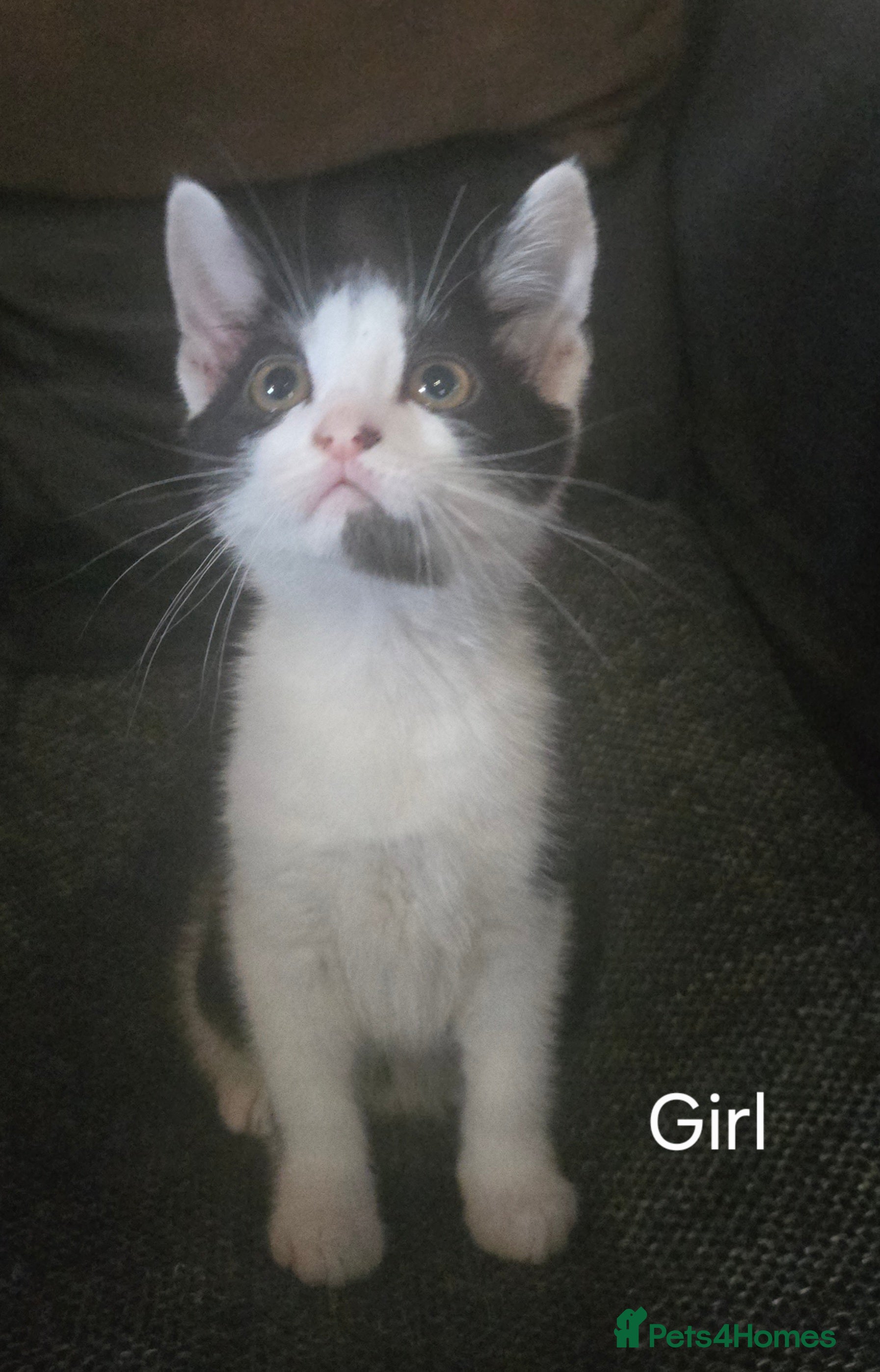 Mixed Breed cats 6 kittens for sale - Advert 1