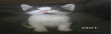 Mixed Breed Kitten 6