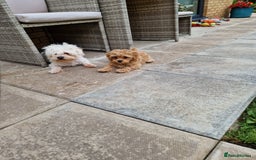 Maltipoo dogs for sale: Absolutely gorgeous maltipoo puppies  - Image 6
