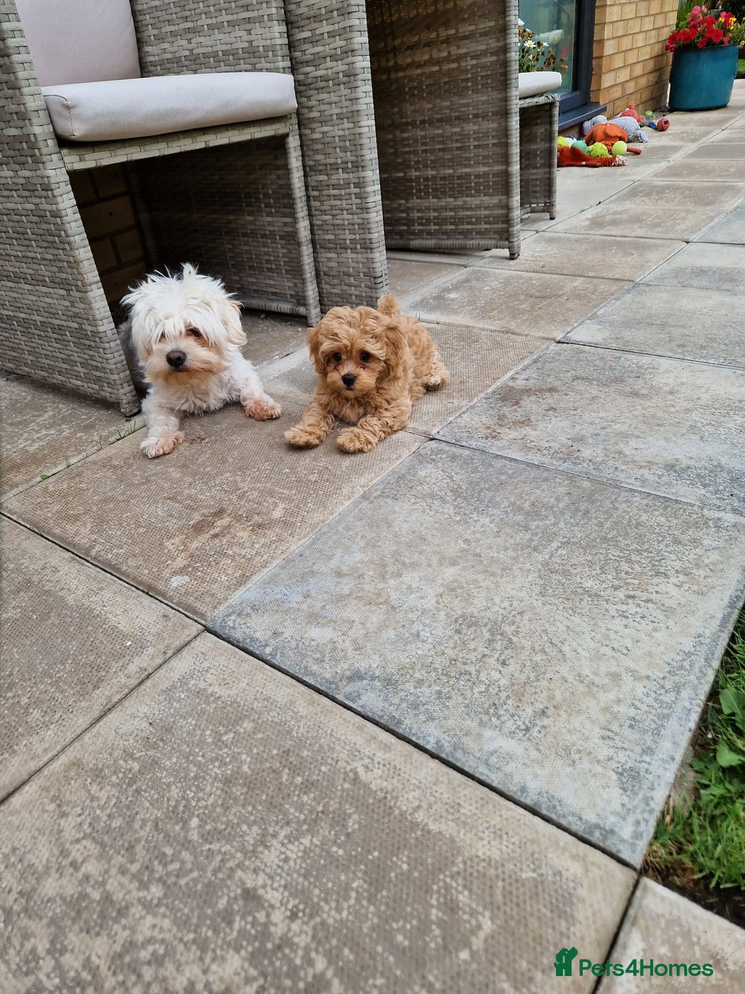 Maltipoo dogs for sale: Absolutely gorgeous maltipoo puppies  - Image 6