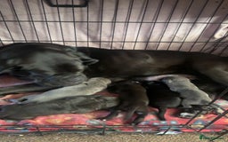 Cane Corso dogs for sale: Cane Corso puppies - Image 8