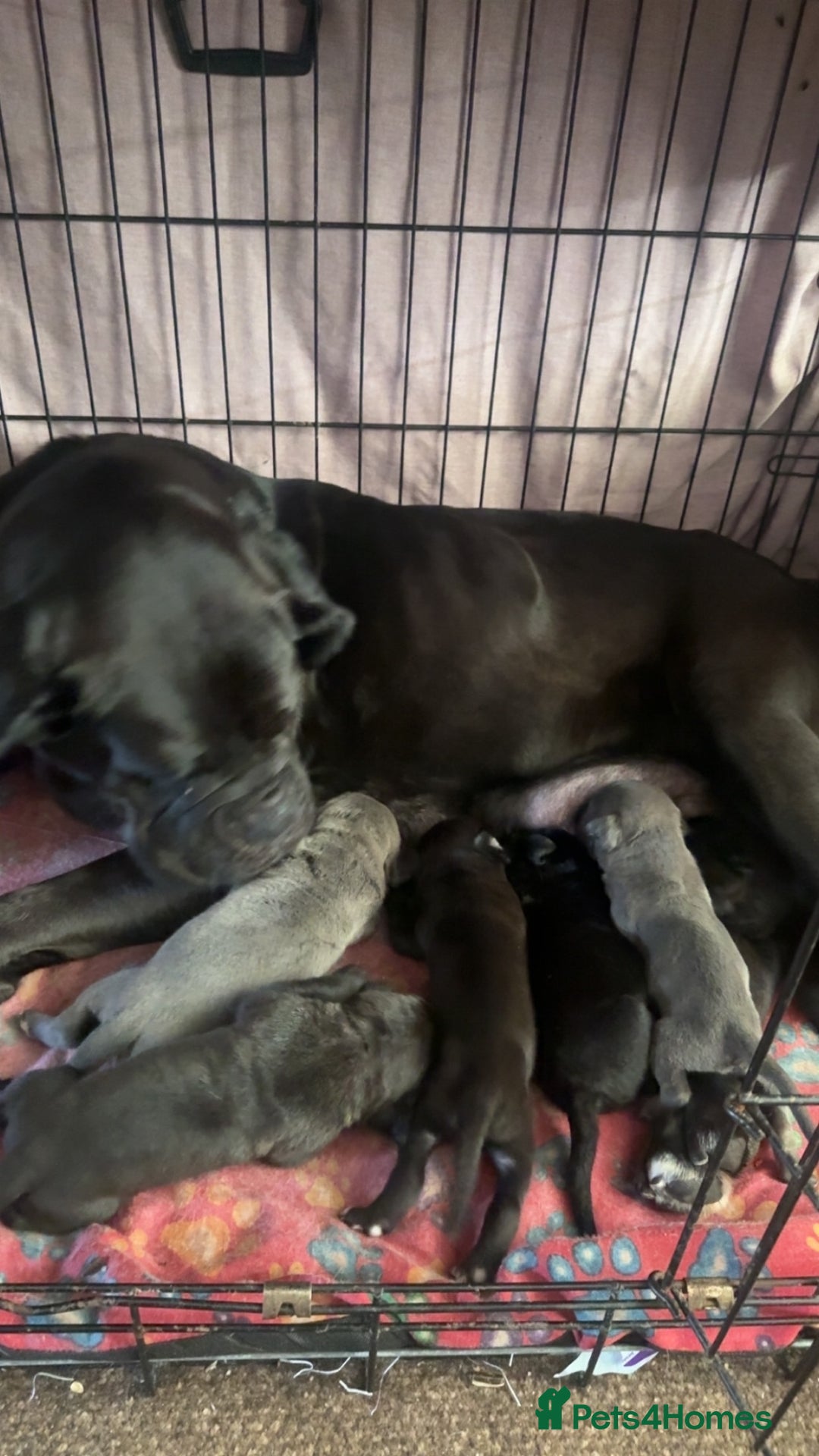 Cane Corso dogs for sale: Cane Corso puppies - Image 8