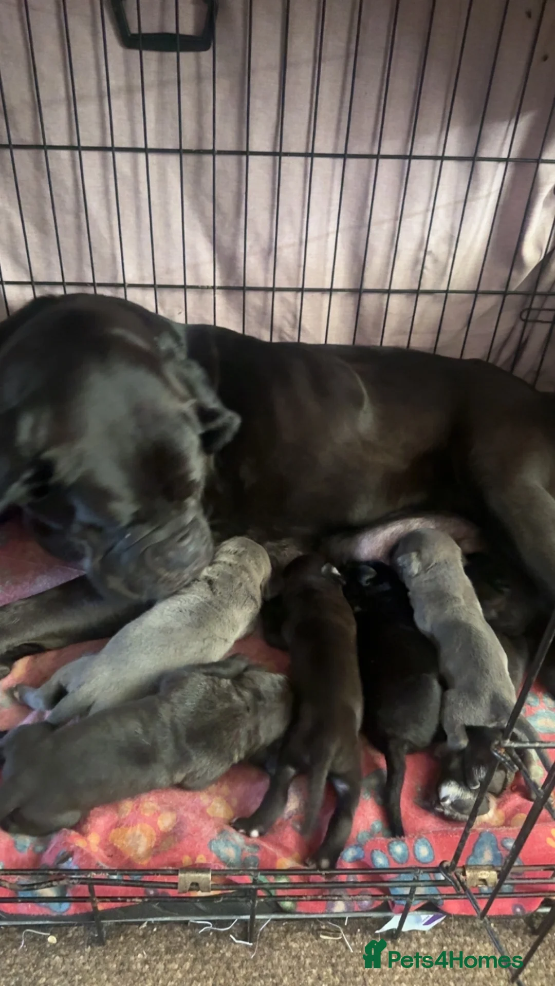 Cane Corso dogs for sale: 1 Cane Corso puppy left - Advert 8