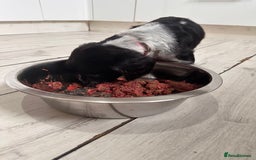 English Springer Spaniel dogs for sale: 2 springer spaniel puppies for sale  in Preston - Image 21