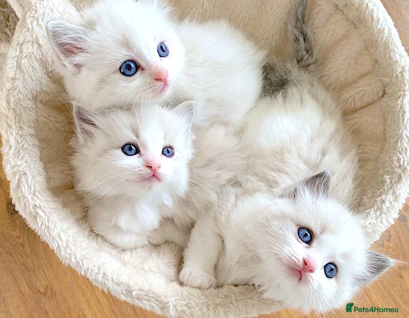 Ragdoll cats INDOOR FULL PEDIGREE THREE MALE RAGDOLL KITTENS - Advert 1