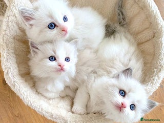 Ragdoll cats INDOOR FULL PEDIGREE THREE MALE RAGDOLL KITTENS - Advert 18