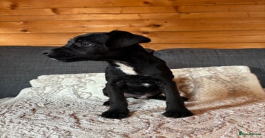 Patterdale Terrier dogs - Advert 15