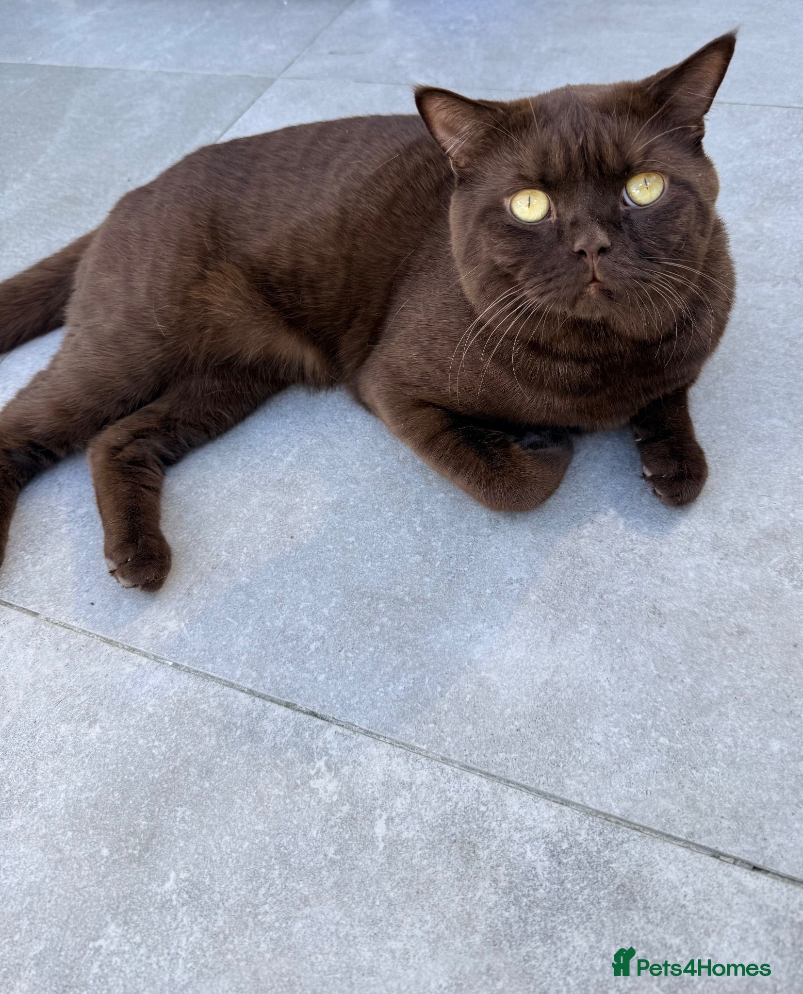 British Shorthair cats for stud: 🐾 Stud Cat Available for Mating 🐾 - Advert 2