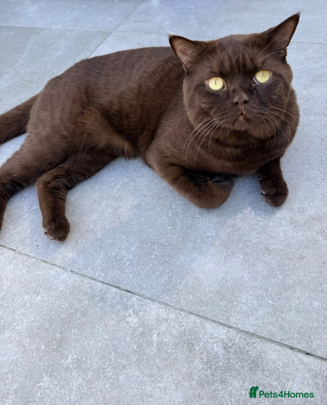 British Shorthair cats for stud: 🐾 Stud Cat Available for Mating 🐾 - Advert 1