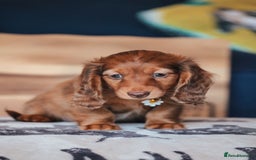 Miniature Dachshund dogs for sale: RED Russian Pedigree Miniature Dachshunds - Image 5