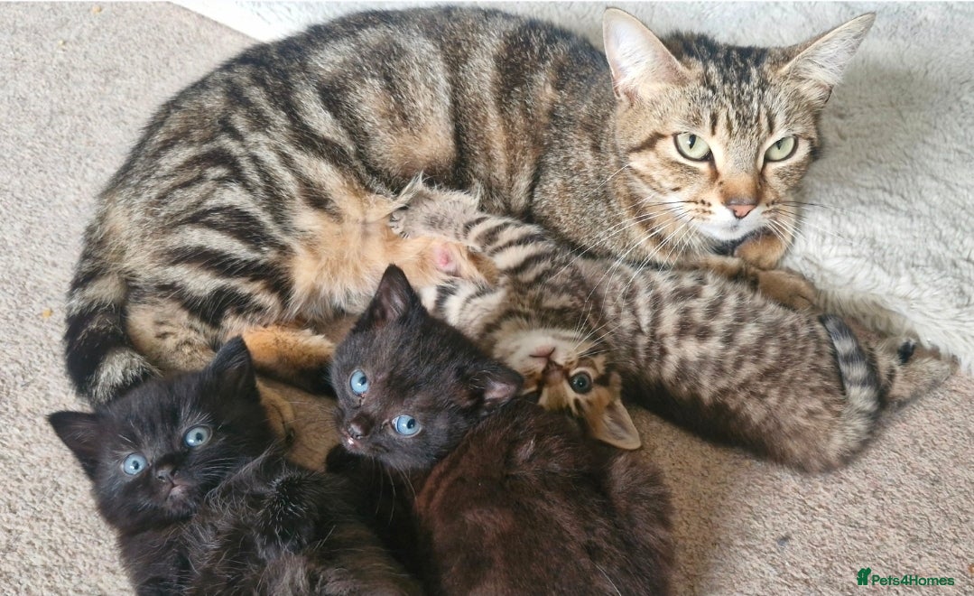 Mixed Breed cats 👉 Black Boy Kitten – Last One Left - Advert 4