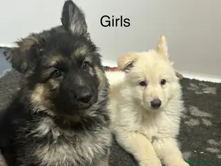German Shepherd dogs Traditional Long Coat, Straight backed GSD Puppies - Advert 6