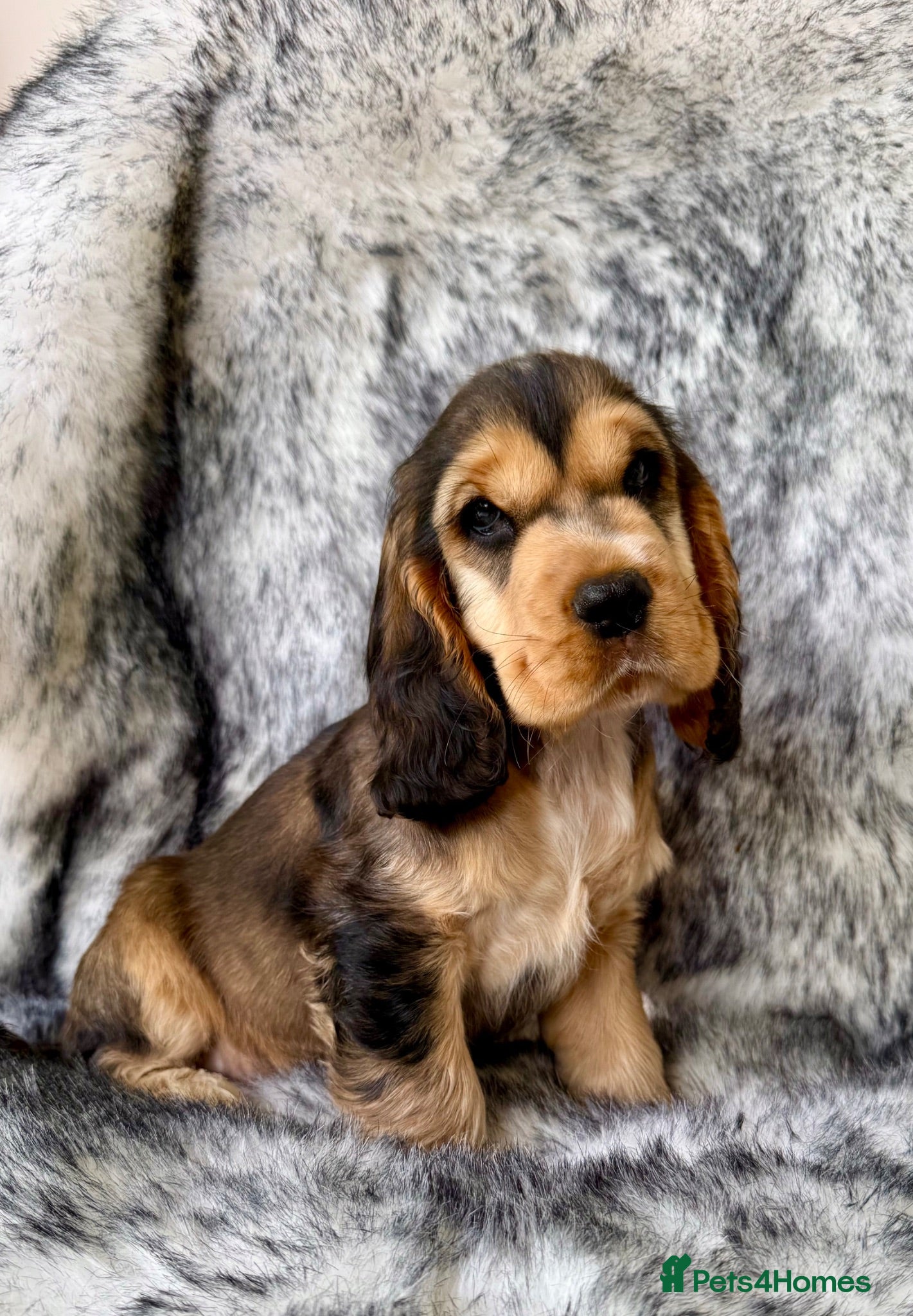 Cocker Spaniel dogs Outstanding show cocker spaniels - KC - Advert 2