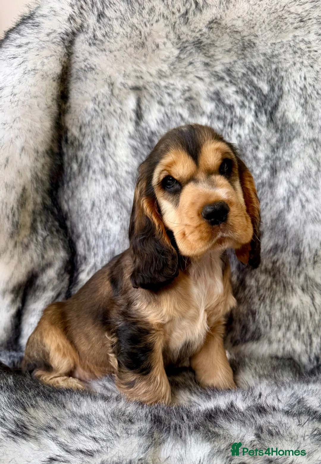 Cocker Spaniel dogs for sale: KC show cocker spaniel - last boy  - Advert 2