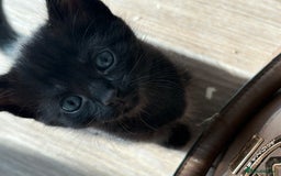 American Shorthair cats for sale: Kittens for sale boys and girls. - Image 9