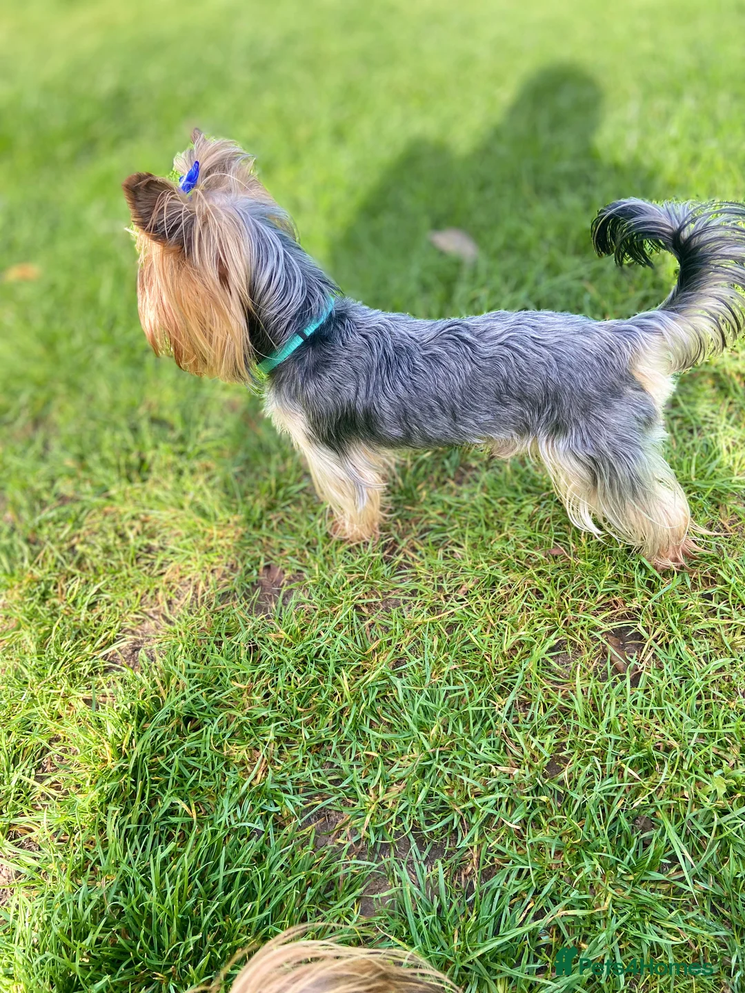 Yorkshire Terrier dogs for stud: Yorkshire terrier for stud  in Hornchurch - Advert 17