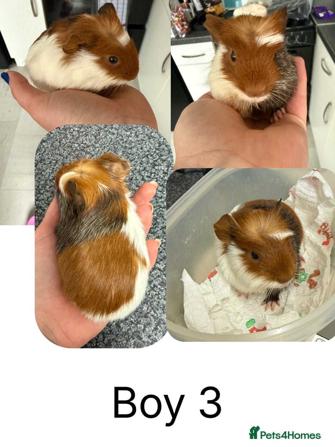Guinea Pig rodents for sale: Baby Guinea Pigs for sale  - Advert 4