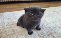 Domestic Shorthair cats for sale: 2 Adorable black kittens  - Image 2