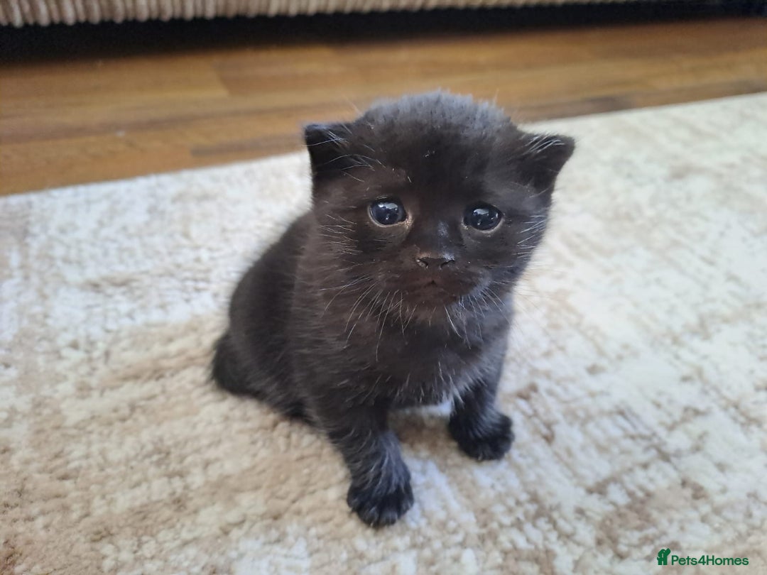 Domestic Shorthair cats for sale: 2 Adorable black kittens  - Image 2