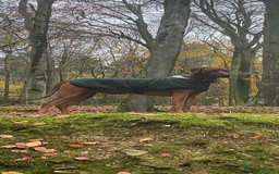 Rhodesian Ridgeback dogs for stud: (Our Duke) in Leominster - Image 8