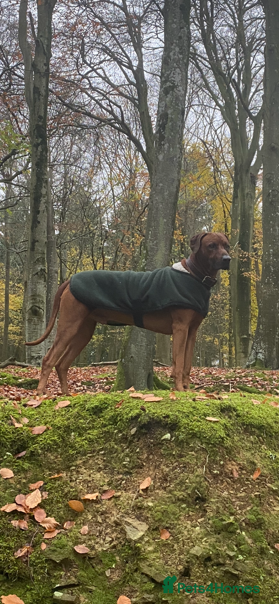 Rhodesian Ridgeback dogs for stud: (Our Duke) in Leominster - Image 8