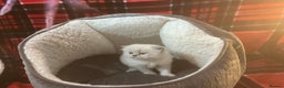 Persian cats for sale: 4 ADORABLE LITTLE CUTIE PIES, (READY 9TH JAN)  - Advert 21