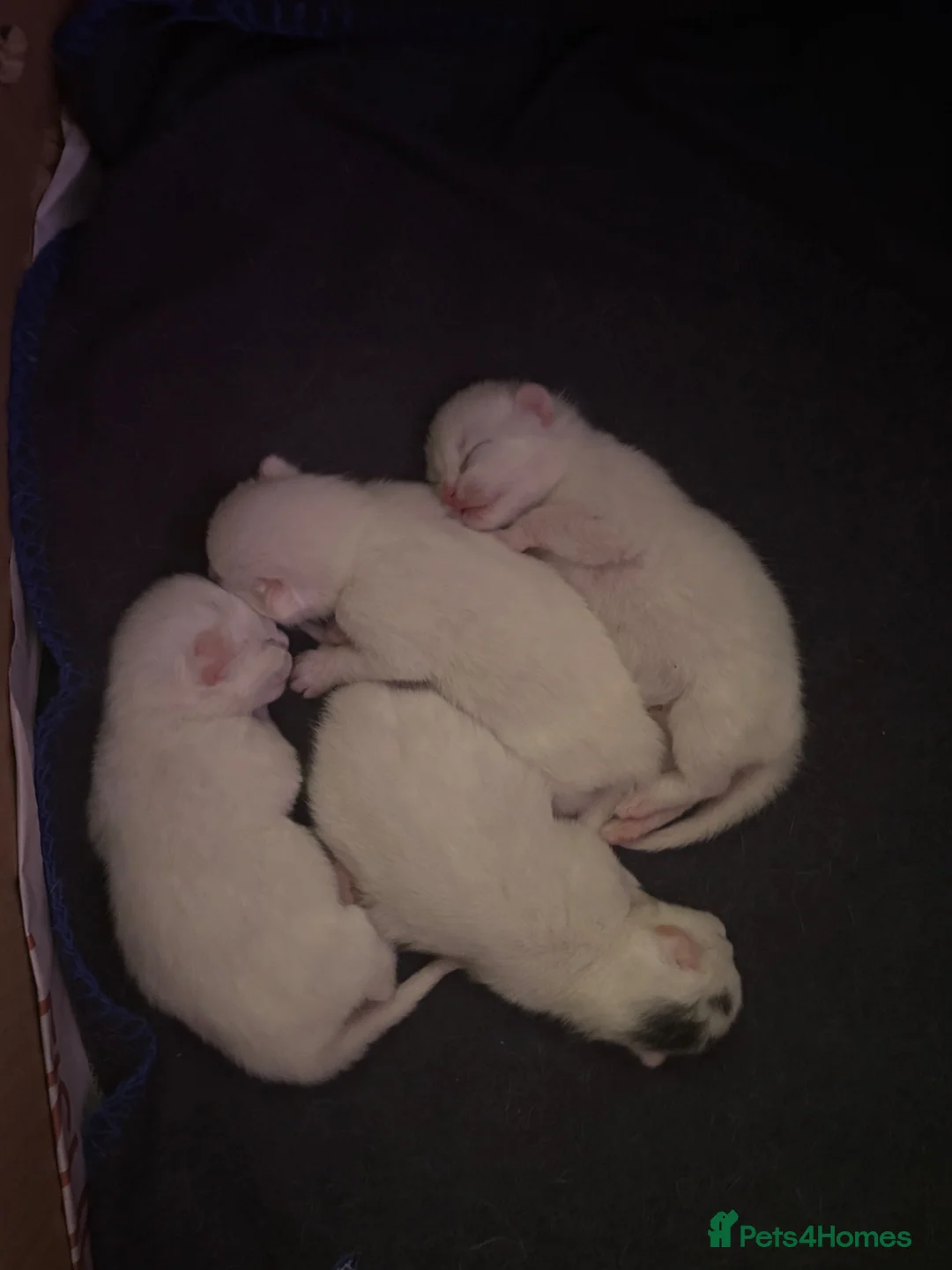 Mixed Breed cats for sale: 4 kittens ready now - Advert 11