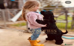 Cocker Spaniel dogs for sale: Retirement home  - Image 15