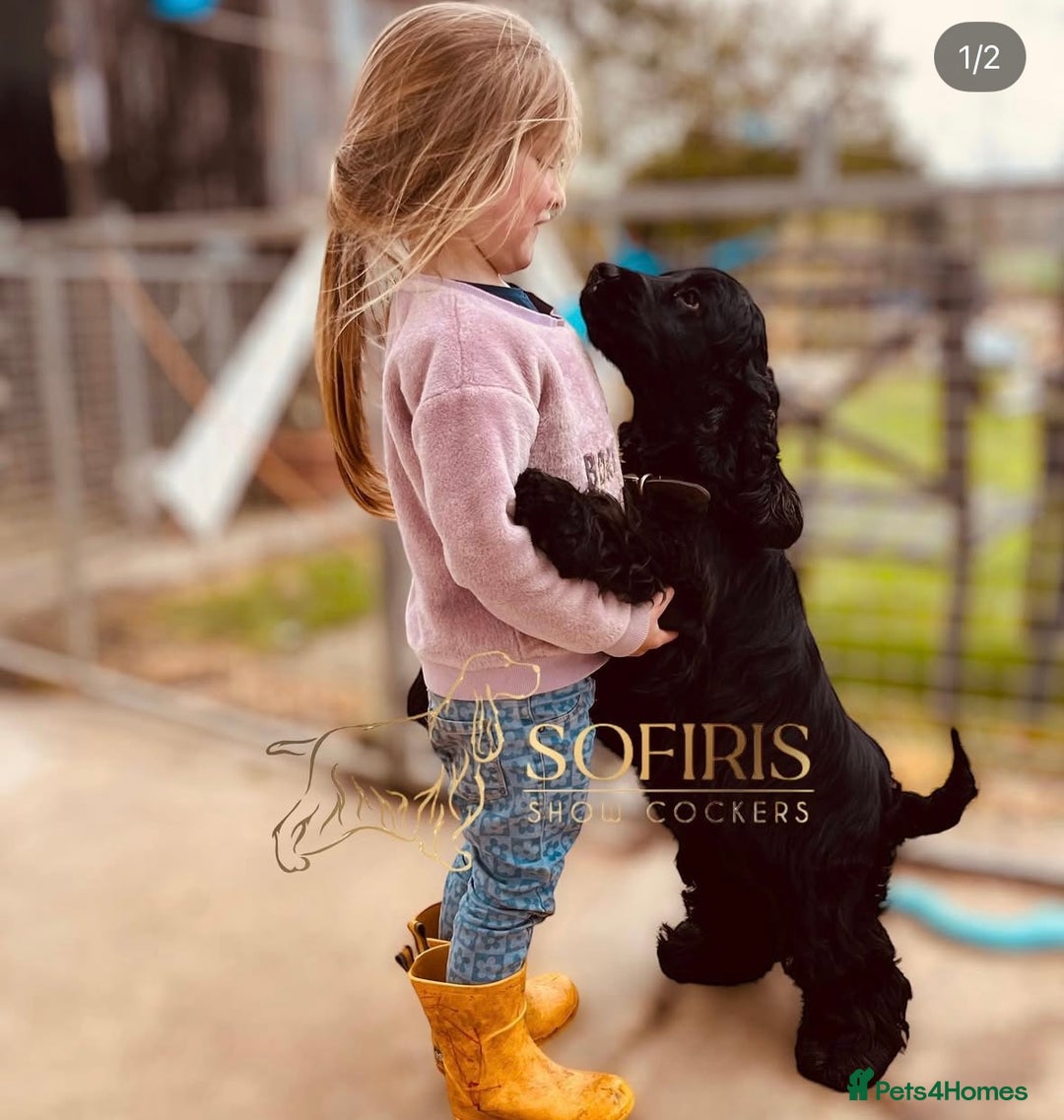 Cocker Spaniel dogs for sale: Retirement home  - Image 15