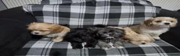Cava Tzu dogs for sale: Cava Tzu pups - Advert 2