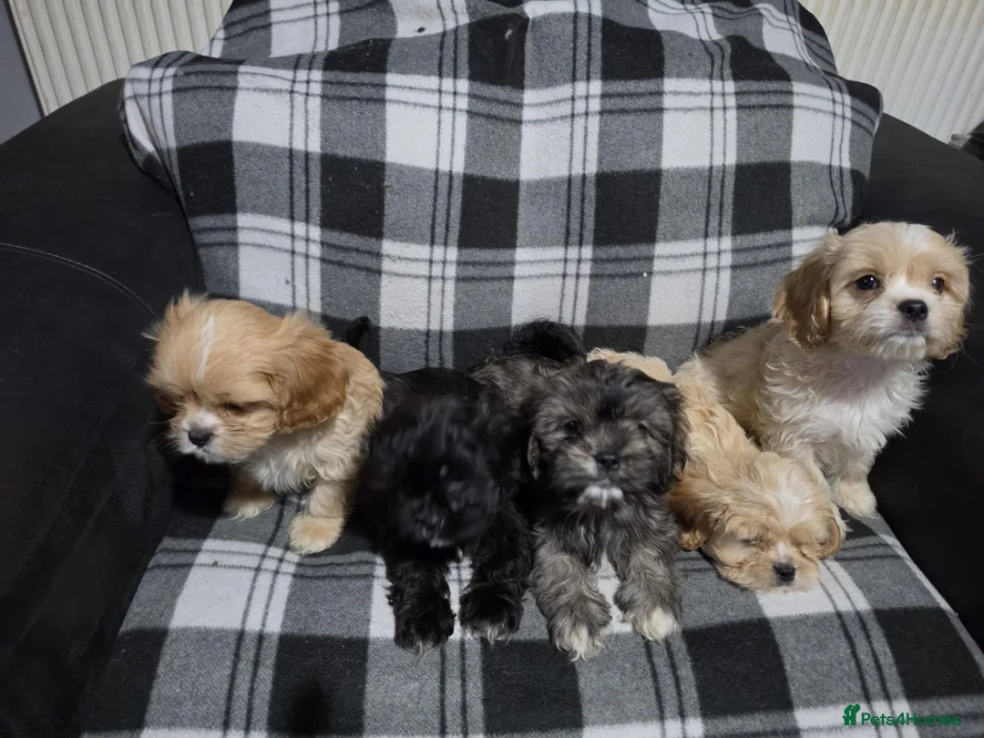 Cava Tzu dogs for sale: Cava Tzu pups - Advert 2