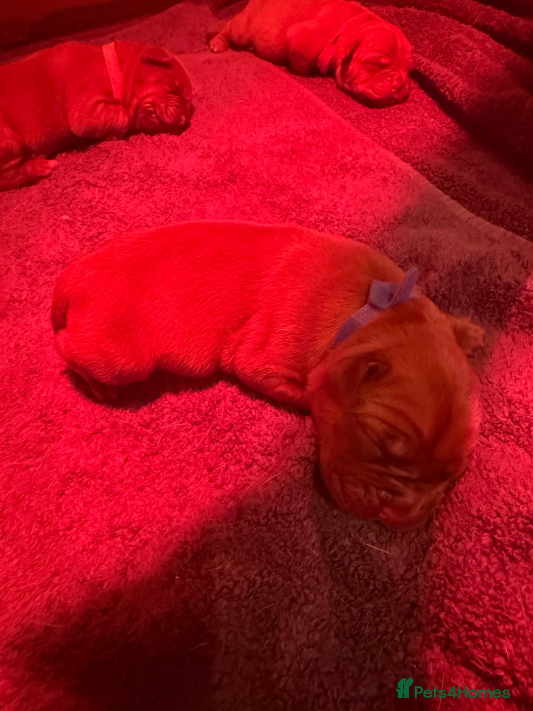 Dogue De Bordeaux dogs for sale: DOGUE DE BORDEAUX PUPPIES AVAILABLE 16/03/26 - Advert 5