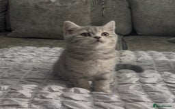 British Shorthair cats for sale: British short hair kittens  - Image 38