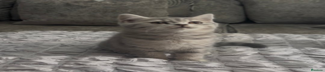 British Shorthair Kitten 4