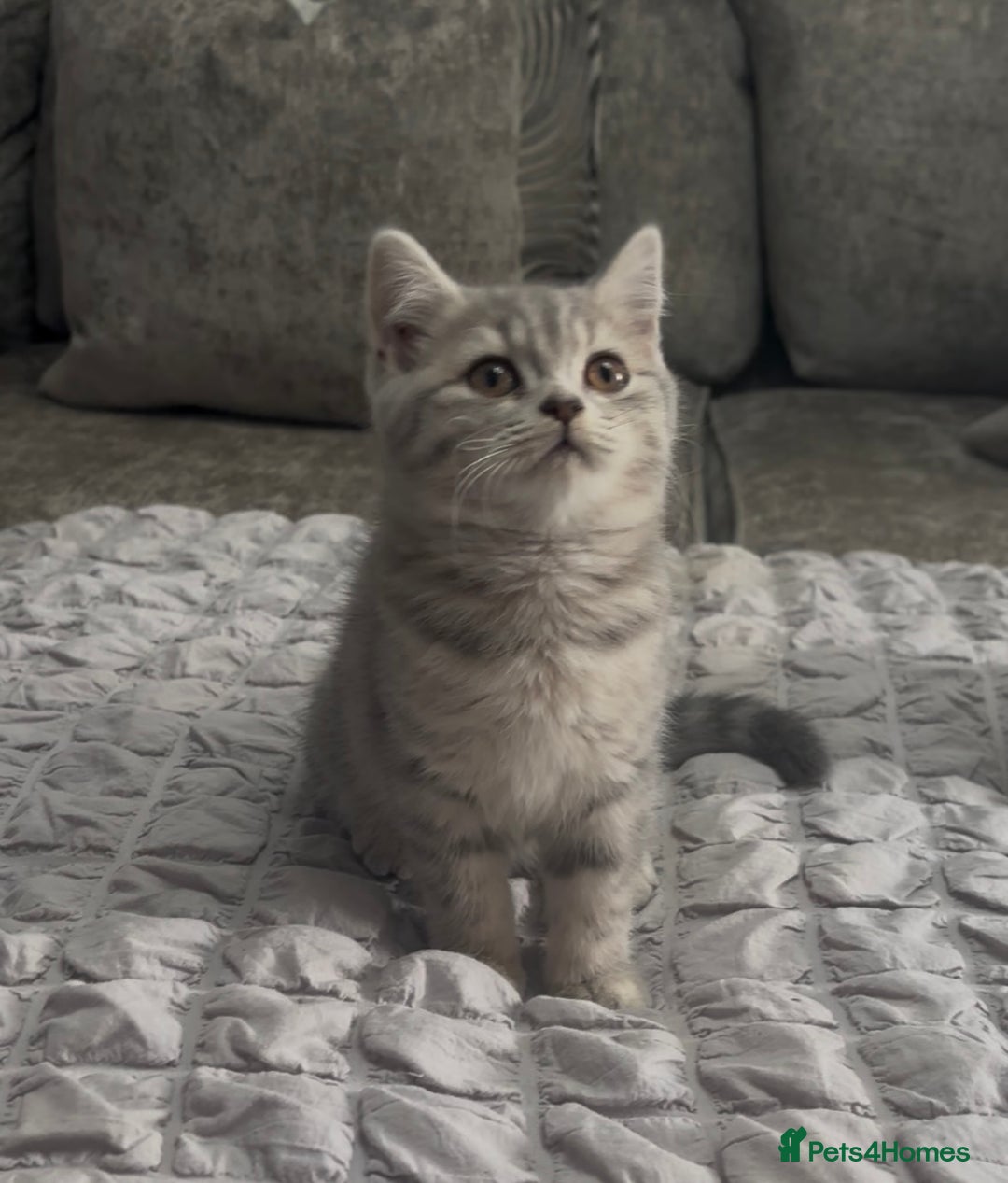 British Shorthair cats for sale: British short hair kittens  - Image 38