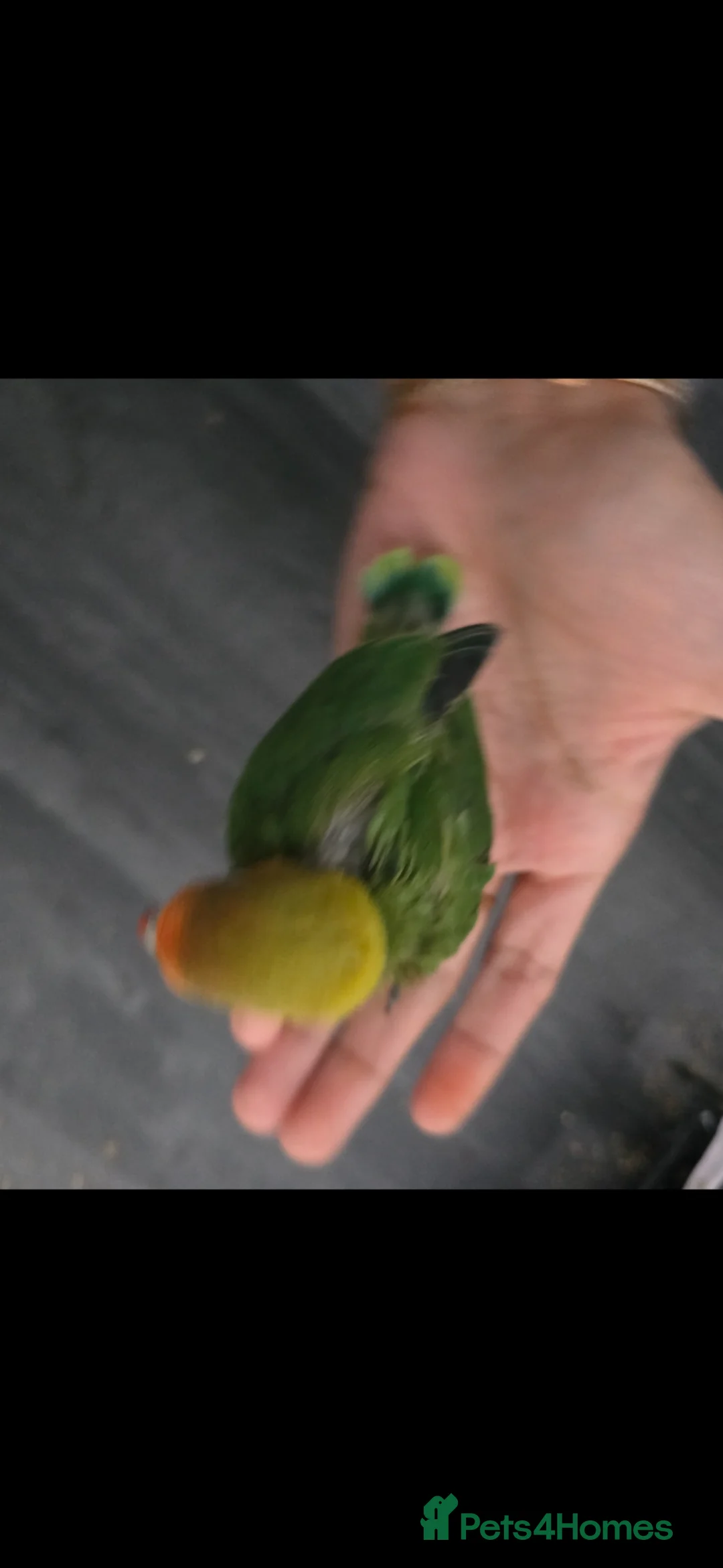 Lovebirds birds for sale: Tame baby lovebird  - Advert 3