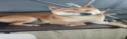 Japanese Shiba Inu dogs for stud: Shiba Inu for stud - Advert 8