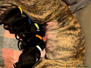 Mixed Breed dogs Bull/grey hounds - Advert 5