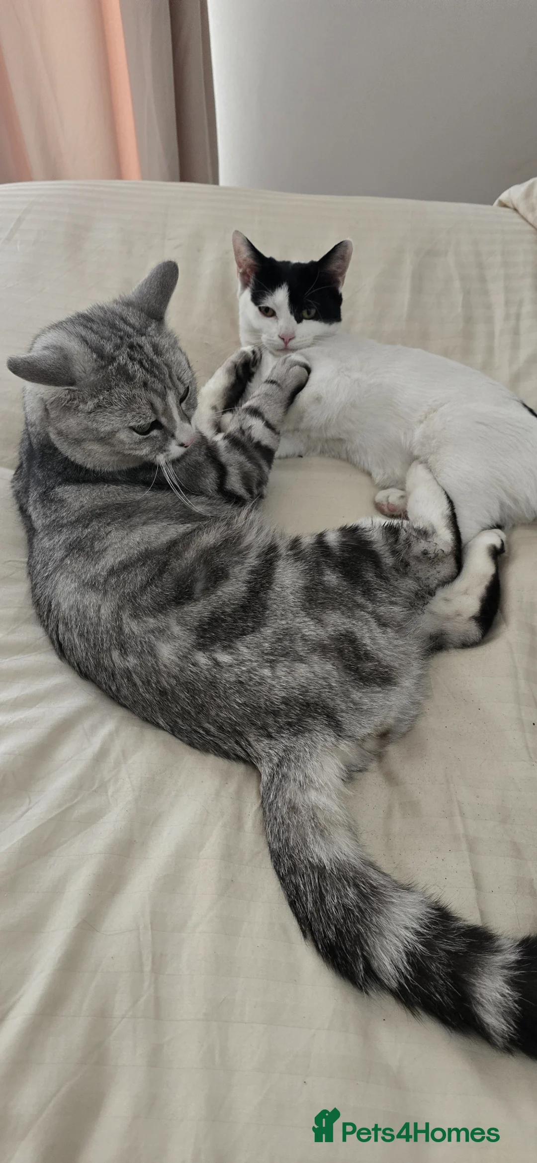 Mixed Breed cats for sale: Mixed breed tabby short british hair - Advert 15