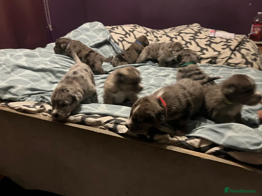 Mixed Breed dogs for sale: Beautiful Merle Caucasian corso - Advert 14