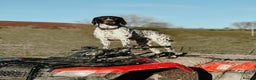 German Shorthaired Pointer dogs for stud: 🔥DUNVEOCH STARMAN OF DISGLAIRHILL🔥 in Llandrindod Wells - Advert 2