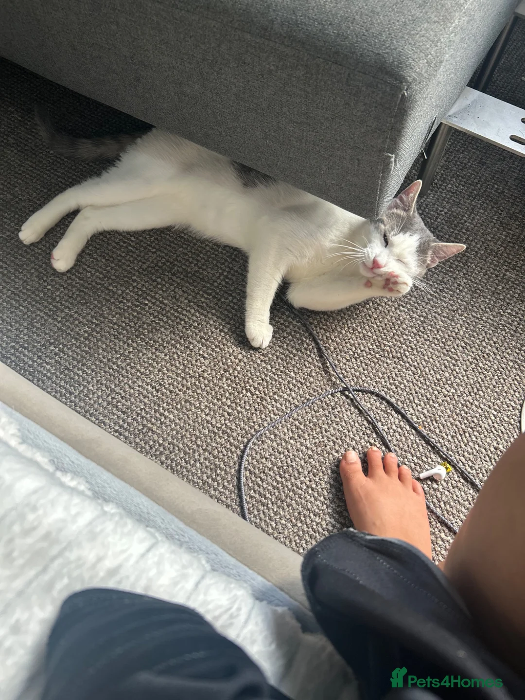 Domestic Shorthair cats for sale: Lucianio  - Advert 1