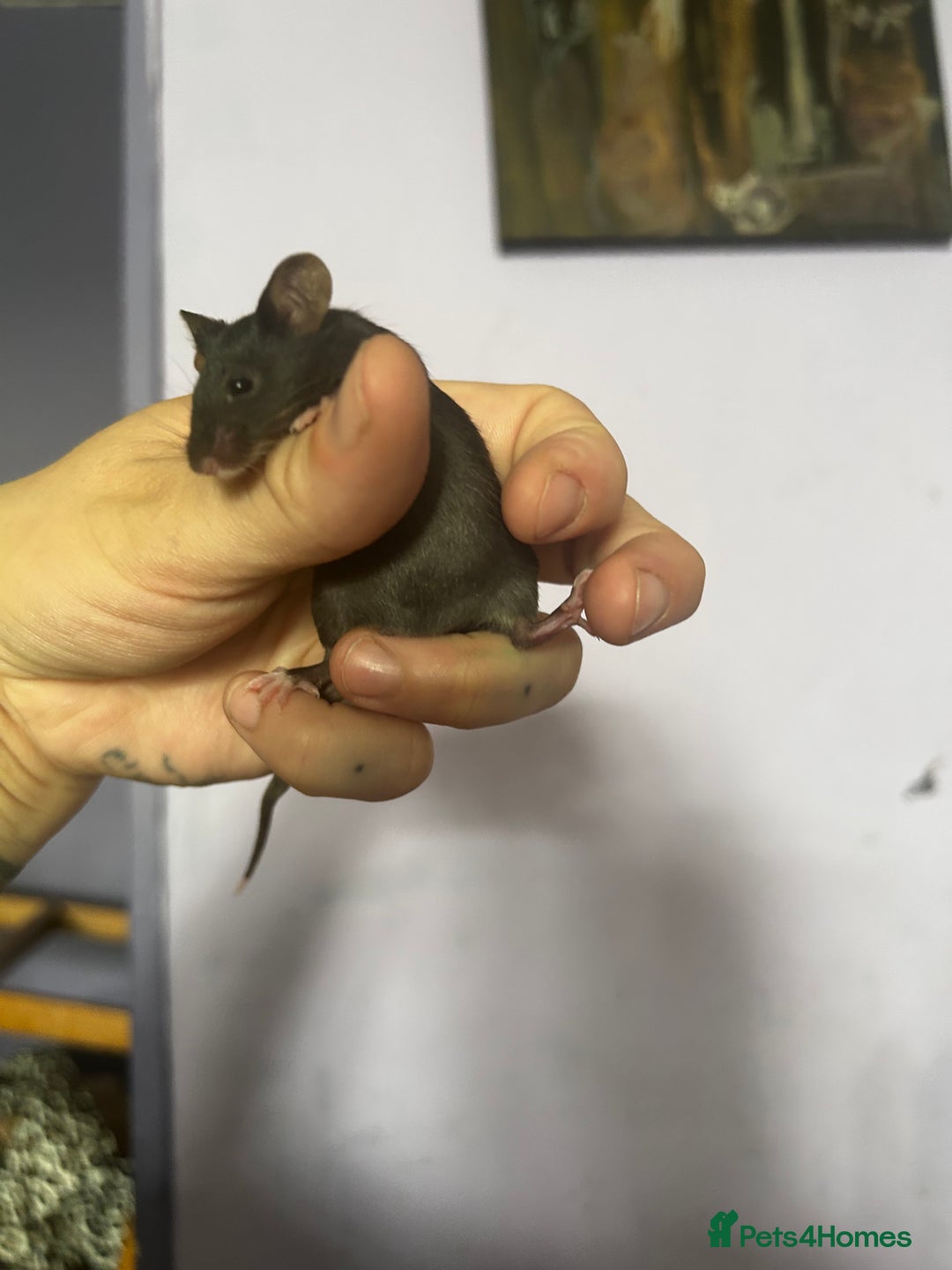 Mouse rodents for sale: Little Mices  - Image 14