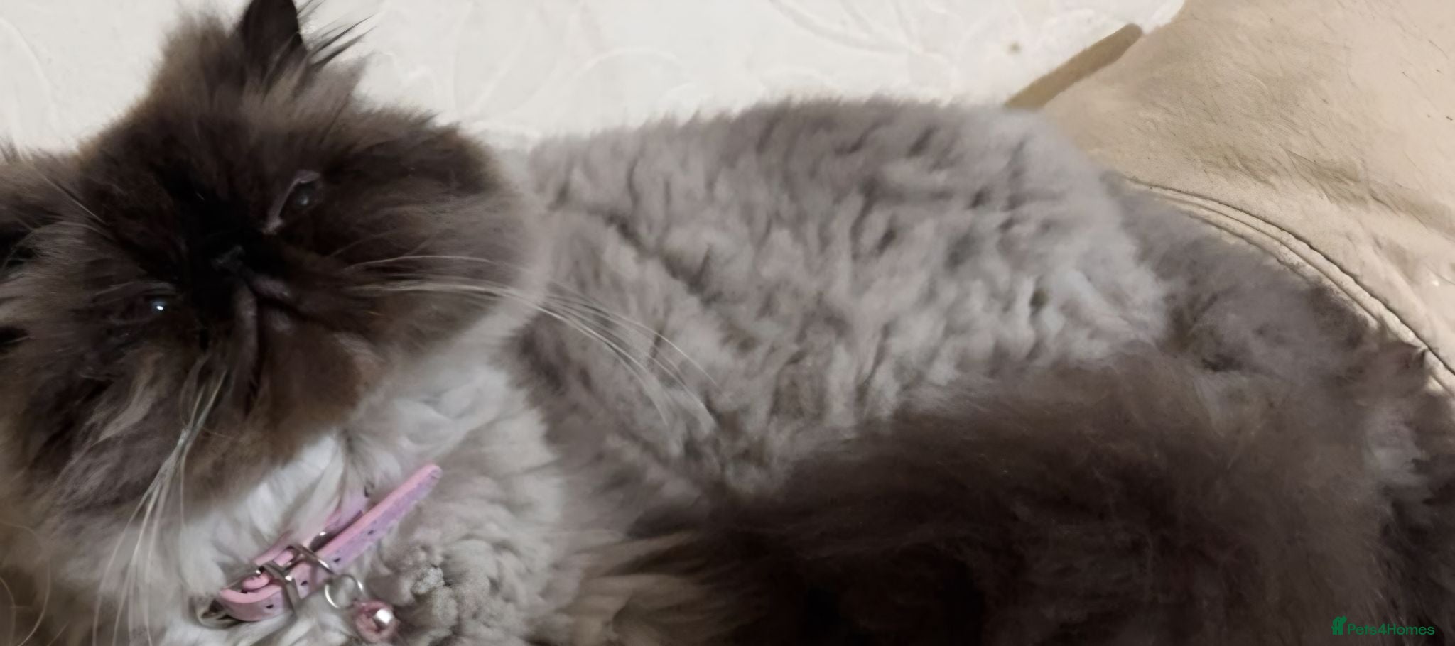 Persian cats Persian cat looking for forever home  - Advert 8