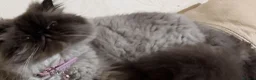 Persian cats for sale: Persian cat looking for forever home  - Advert 1