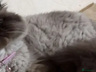 Persian cats Persian cat looking for forever home - Advert 8