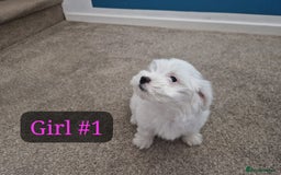 Bichon Frise dogs for sale: 3 Bichion frise girls for sale !! - Image 1