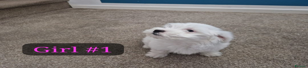 Bichon Frise Puppy 1