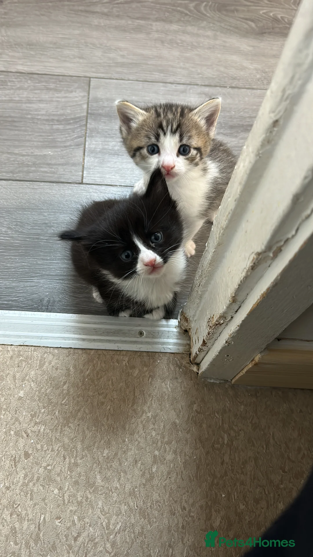 Perdoll cats for sale: Beautiful perdoll babies ❤️ - Advert 11